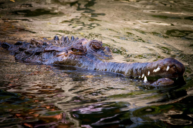 Illustration for article titled Sunday Crocodilian - Tomistoma schlegelii Edition